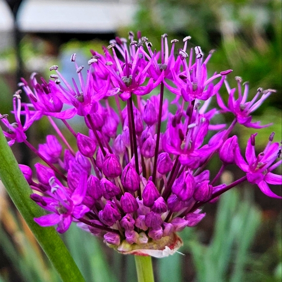 Meet your Posher, Candace - Picture 1 of 3